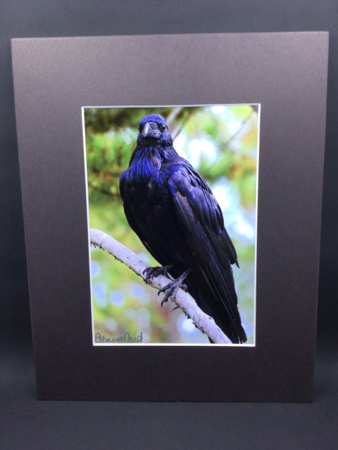 Black Crow on Branch 5x7 Genna Card Art and Home Decor